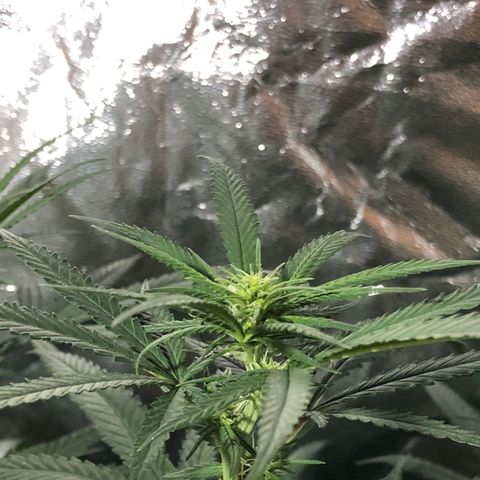 00 cheese growlog timeline photo