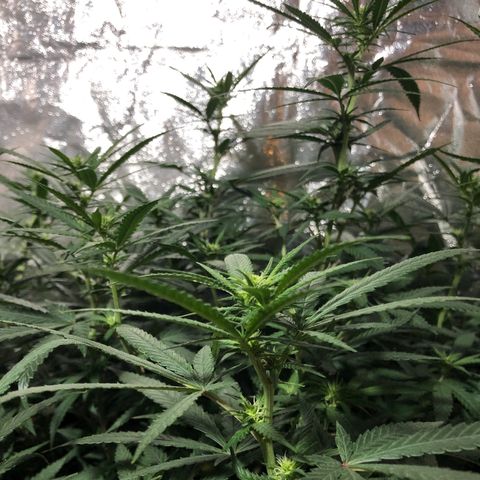 00 cheese growlog timeline photo