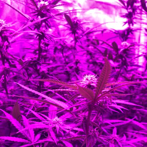 00 cheese growlog timeline photo