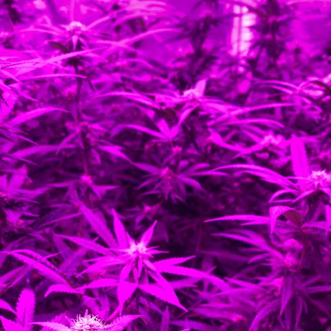 00 cheese growlog timeline photo