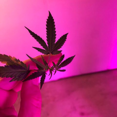 00 cheese growlog timeline photo