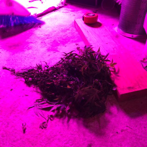 00 cheese growlog timeline photo