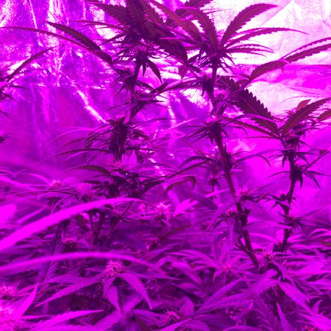 00 cheese growlog timeline photo