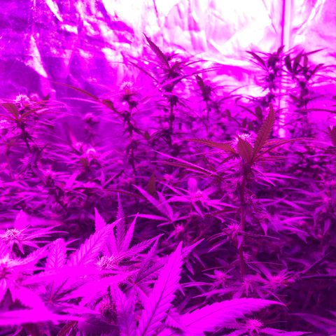 00 cheese growlog timeline photo