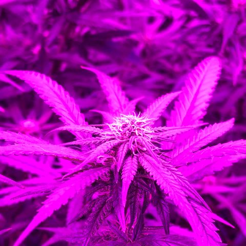 00 cheese growlog timeline photo