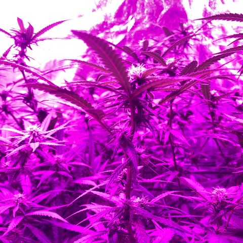 00 cheese growlog timeline photo