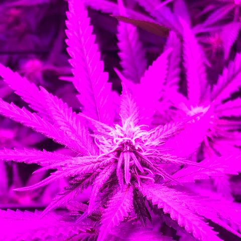 00 cheese growlog timeline photo