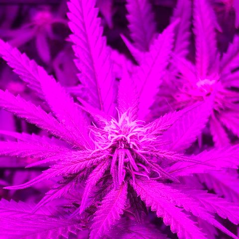00 cheese growlog timeline photo