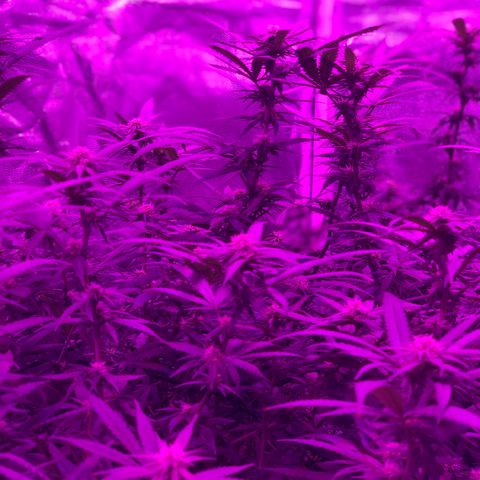 00 cheese growlog timeline photo
