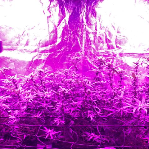 00 cheese growlog timeline photo