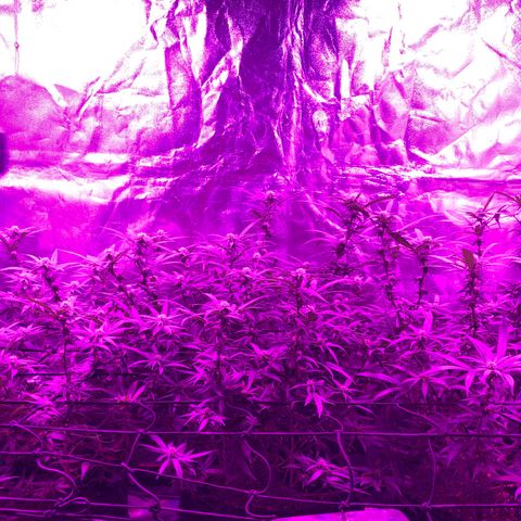00 cheese growlog timeline photo