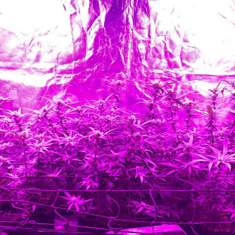 00 cheese growlog timeline photo