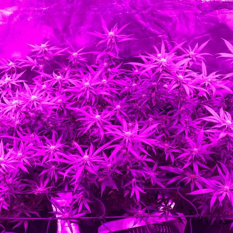 00 cheese growlog timeline photo