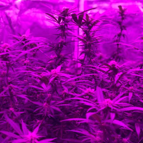 00 cheese growlog timeline photo