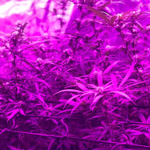 00 cheese growlog timeline photo