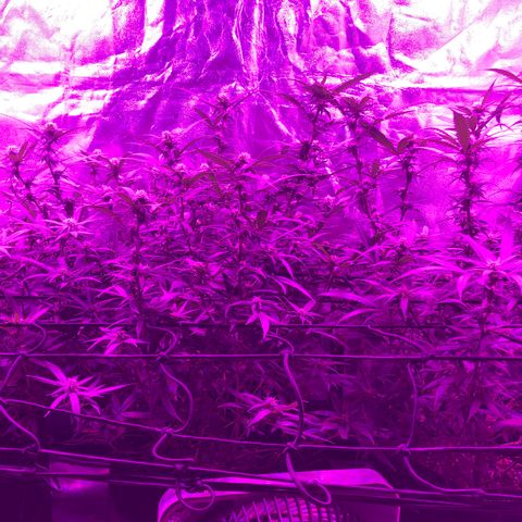 00 cheese growlog timeline photo