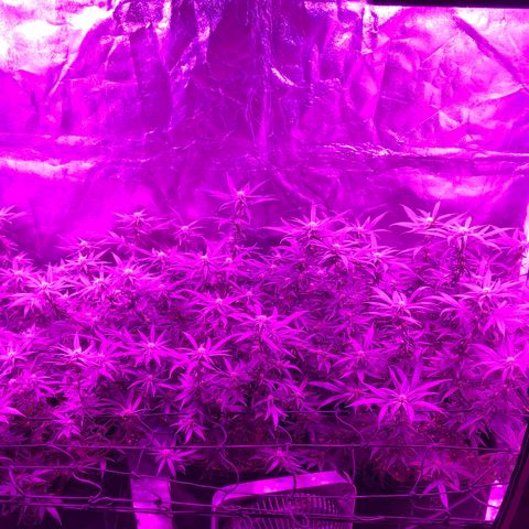 00 cheese growlog timeline photo