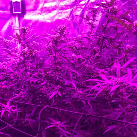 00 cheese growlog timeline photo