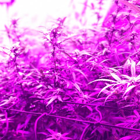 00 cheese growlog timeline photo