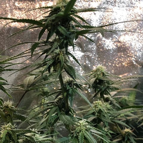 00 cheese growlog timeline photo