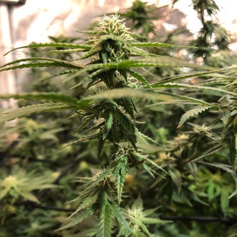 00 cheese growlog timeline photo
