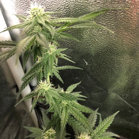 00 cheese growlog timeline photo