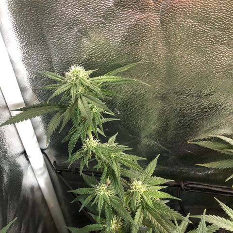 00 cheese growlog timeline photo
