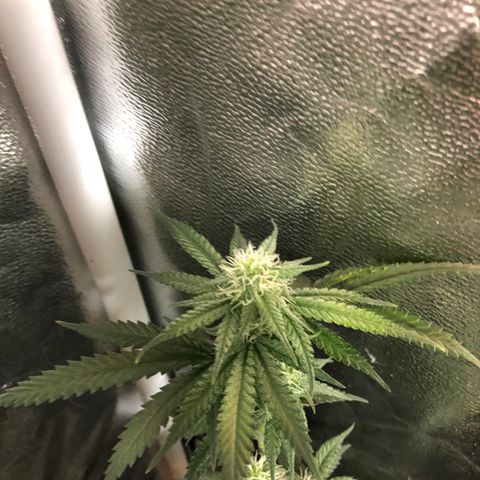 00 cheese growlog timeline photo