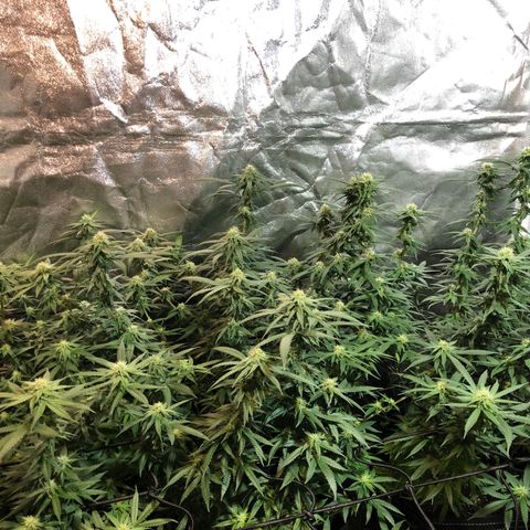 00 cheese growlog timeline photo