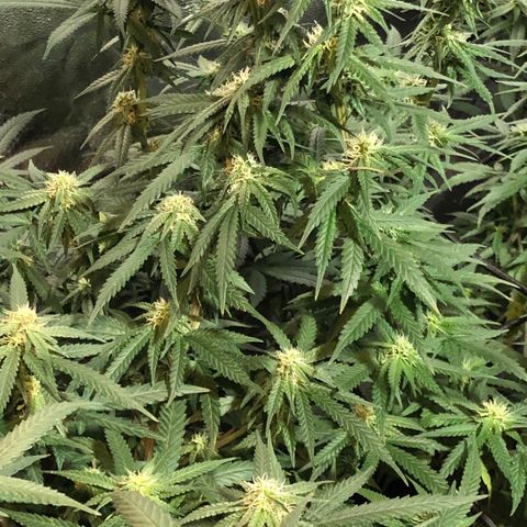 00 cheese growlog timeline photo