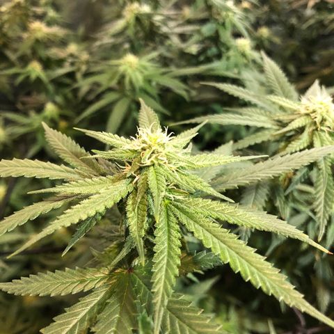 00 cheese growlog timeline photo