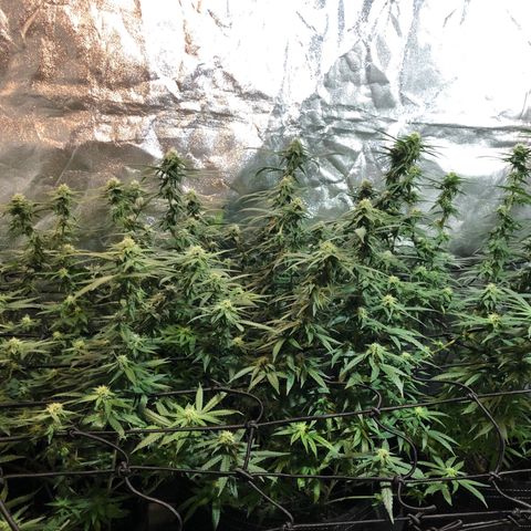 00 cheese growlog timeline photo