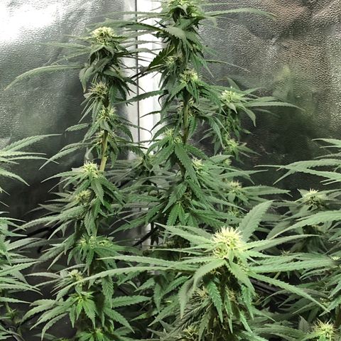 00 cheese growlog timeline photo
