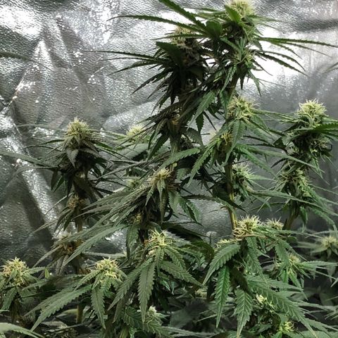 00 cheese growlog timeline photo