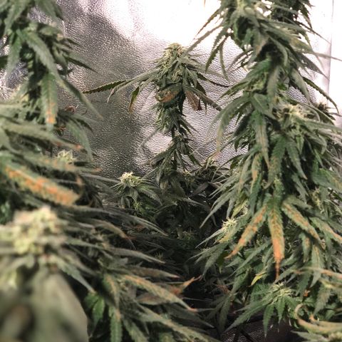 00 cheese growlog timeline photo