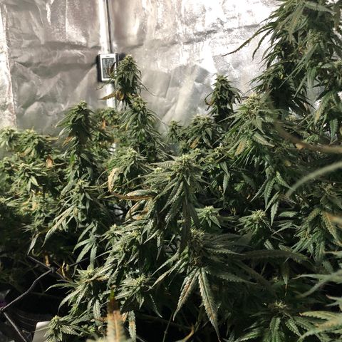 00 cheese growlog timeline photo