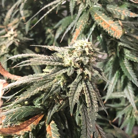 00 cheese growlog timeline photo