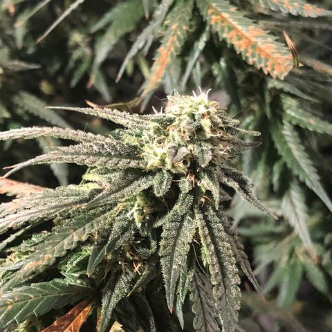 00 cheese growlog timeline photo