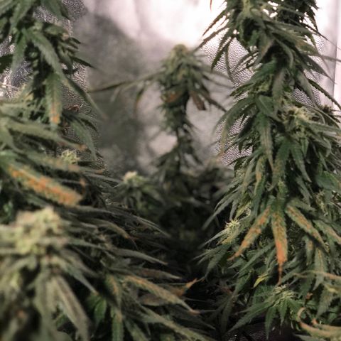 00 cheese growlog timeline photo