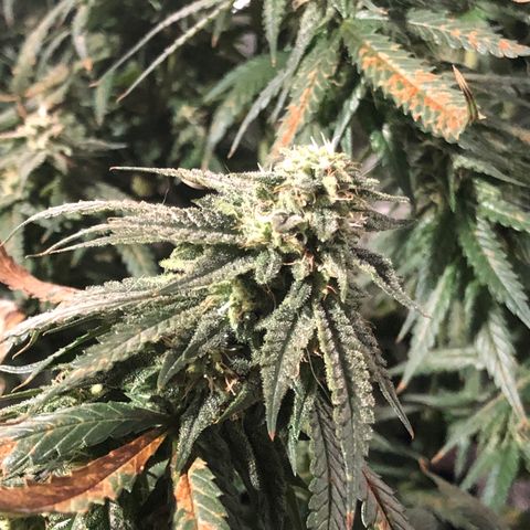 00 cheese growlog timeline photo
