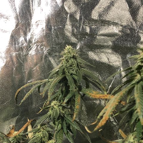 00 cheese growlog timeline photo