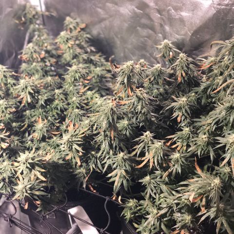 00 cheese growlog timeline photo