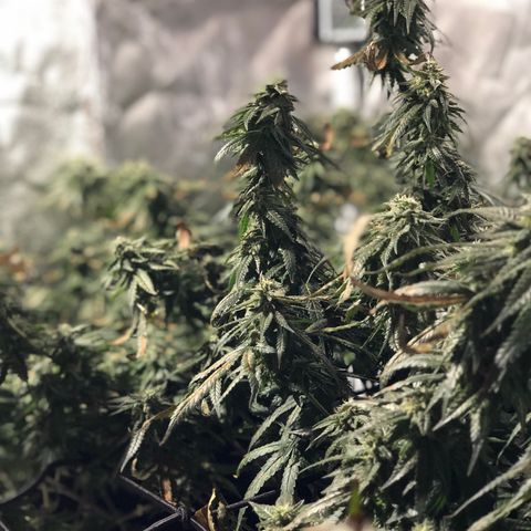 00 cheese growlog timeline photo