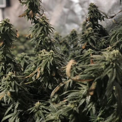 00 cheese growlog timeline photo
