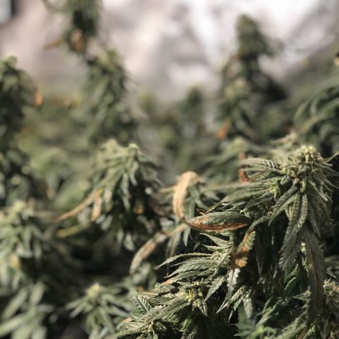 00 cheese growlog timeline photo