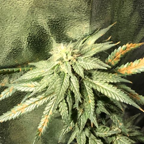 00 cheese growlog timeline photo
