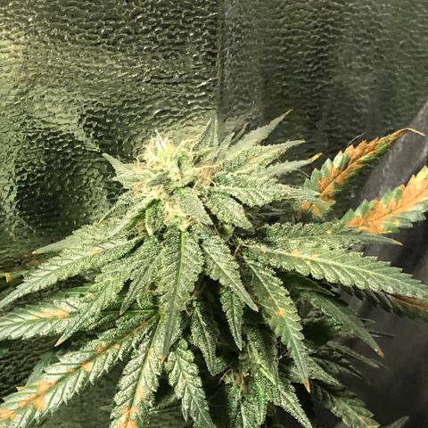 00 cheese growlog timeline photo