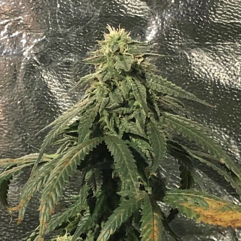 00 cheese growlog timeline photo
