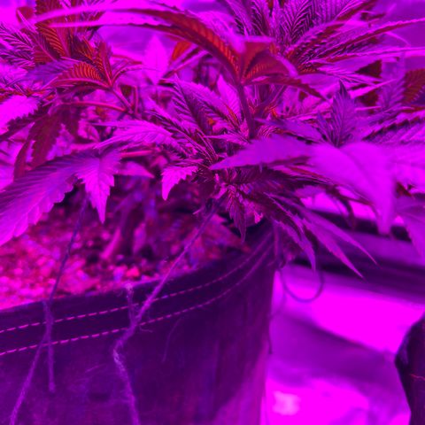 Skunk #1 growlog timeline photo