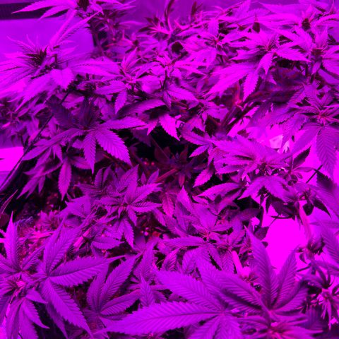 Skunk #1 growlog timeline photo